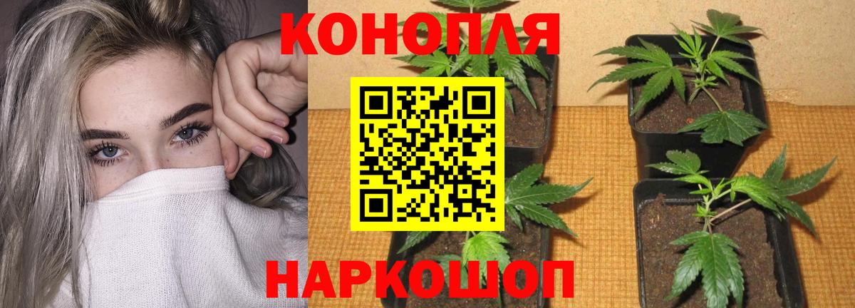 Великий Устюг  Канабис сатива  Вход с VPN  Каннабис OG Kush 